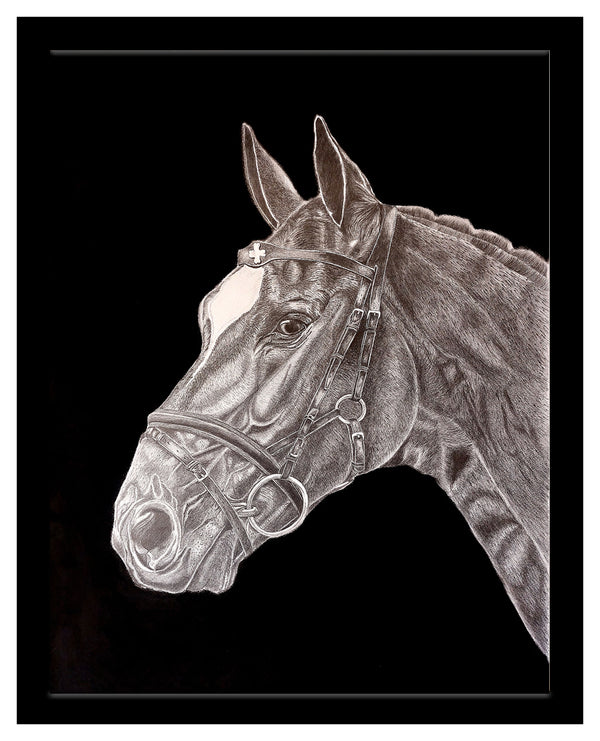 Black Stallion