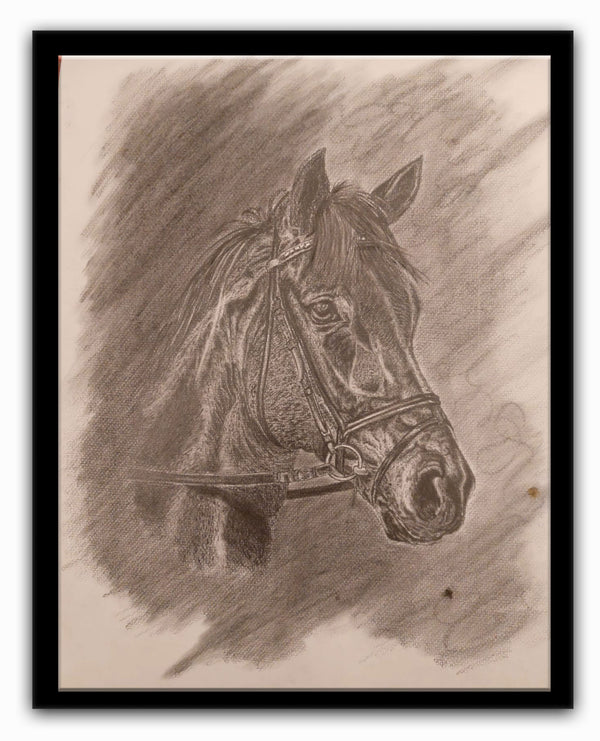 Arba Stallion